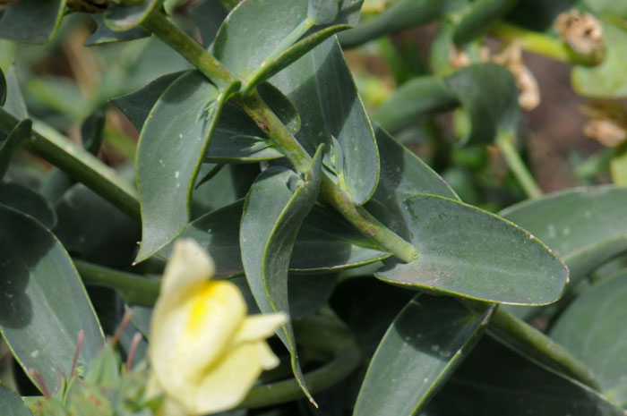 Yellow Toadfax densely crowed linear of narrowly ovate green leaves found at elevations around 4,000 feet. It grows to a height of about 2 or 3 feet or so. Linaria vulgaris